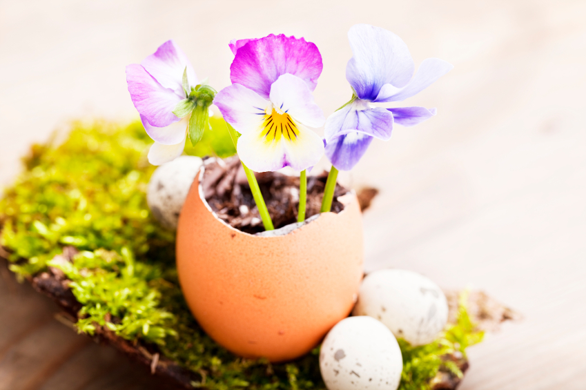 flowers, eggs and moss