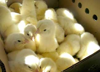 Poultry Vs. Puppies: If Chickens Are Smart, Should They Be Off The Menu?