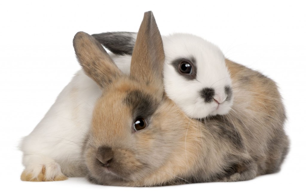 snuggling bunnies. need we say more?