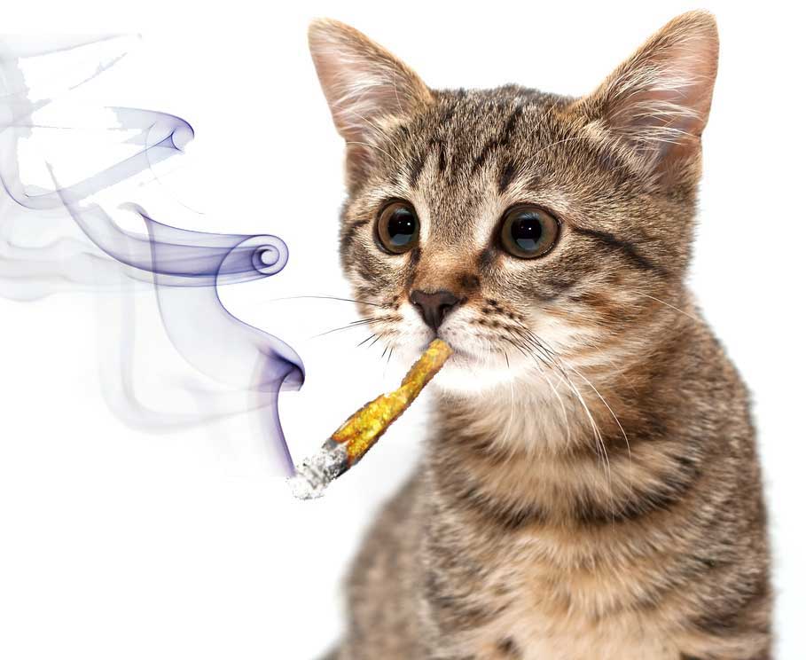 pot-smoking-cat