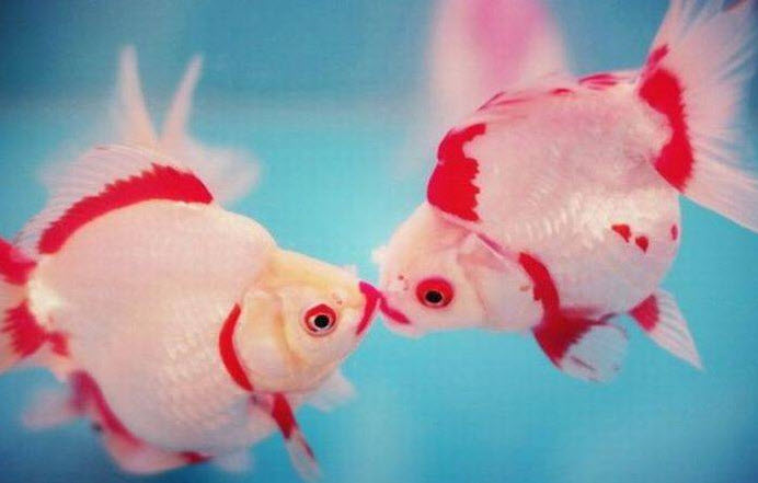 fish kissing