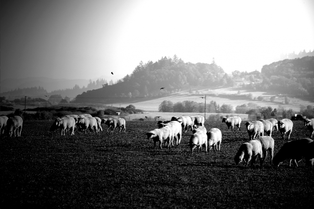 black and white sheep