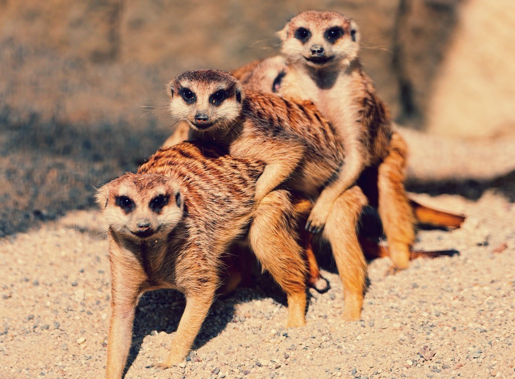 meerkats engaging in menage a trois
