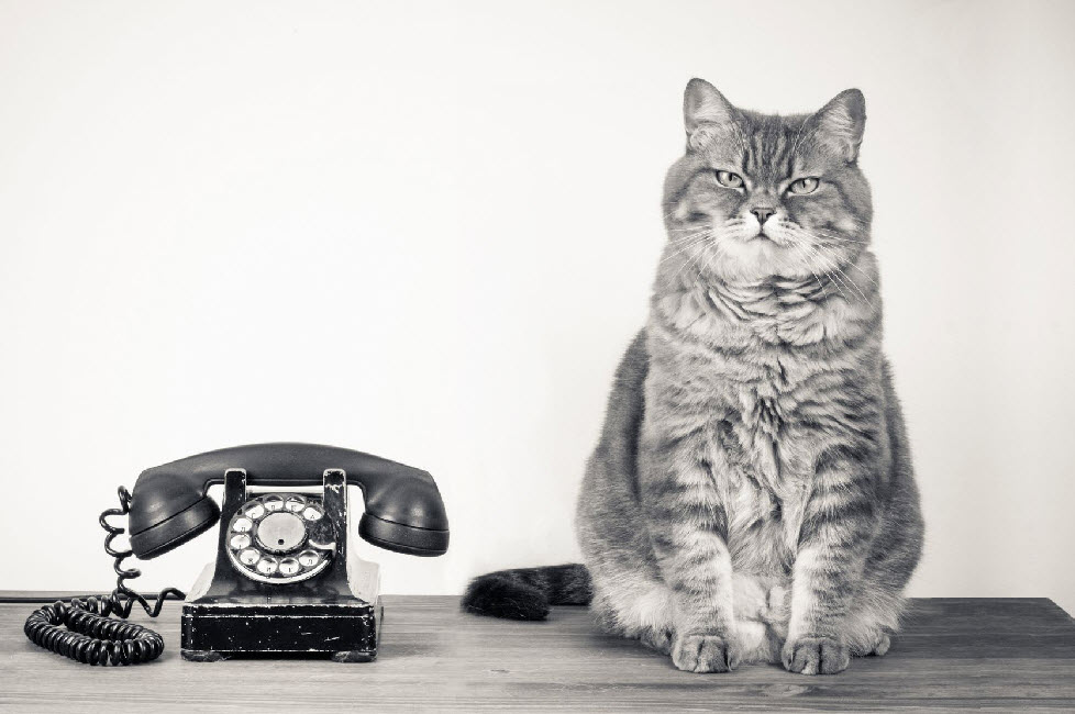 cat with telephone