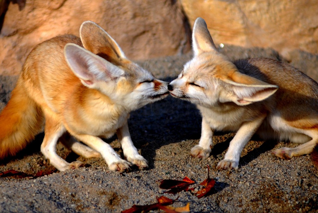 desert-fox-pups