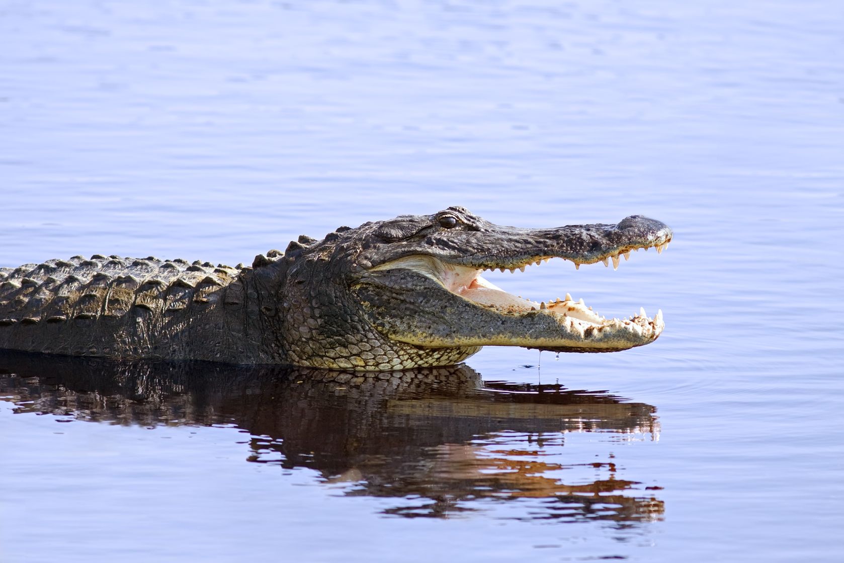9981528 - an alligator in the wild at myakka lake,sarasota,florida.