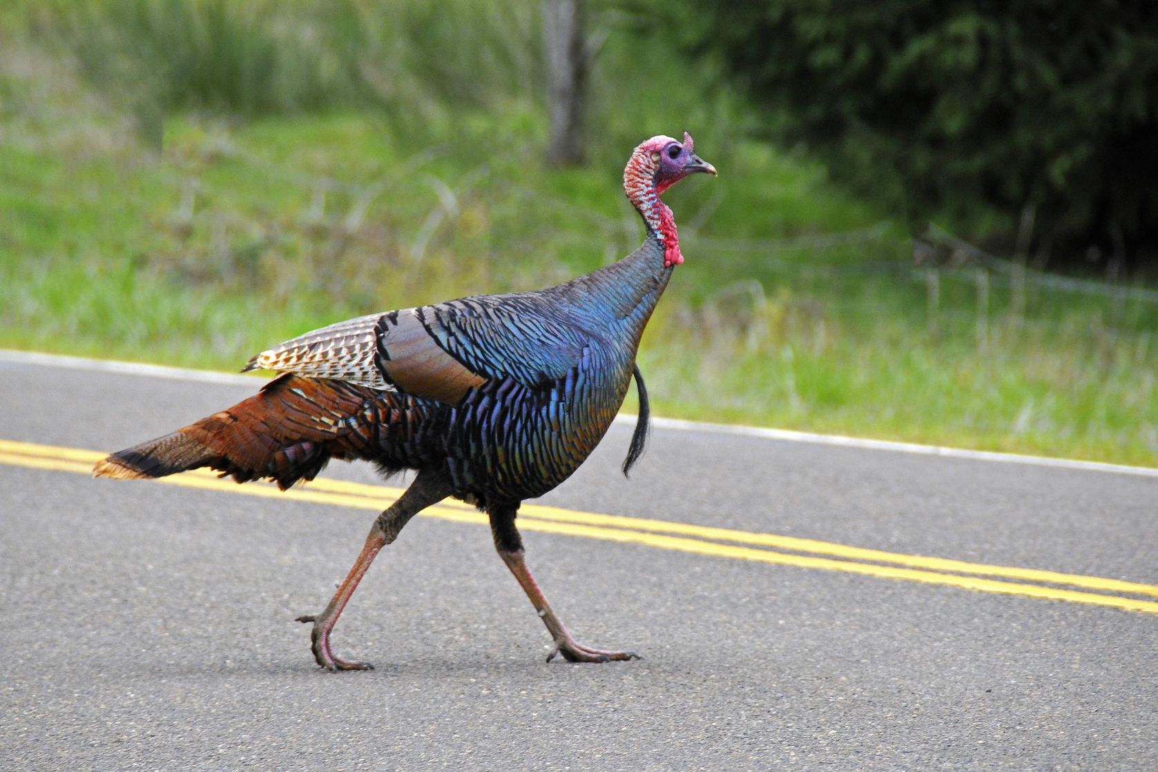 16727213 - one turkey crossing a street to reach a meadow