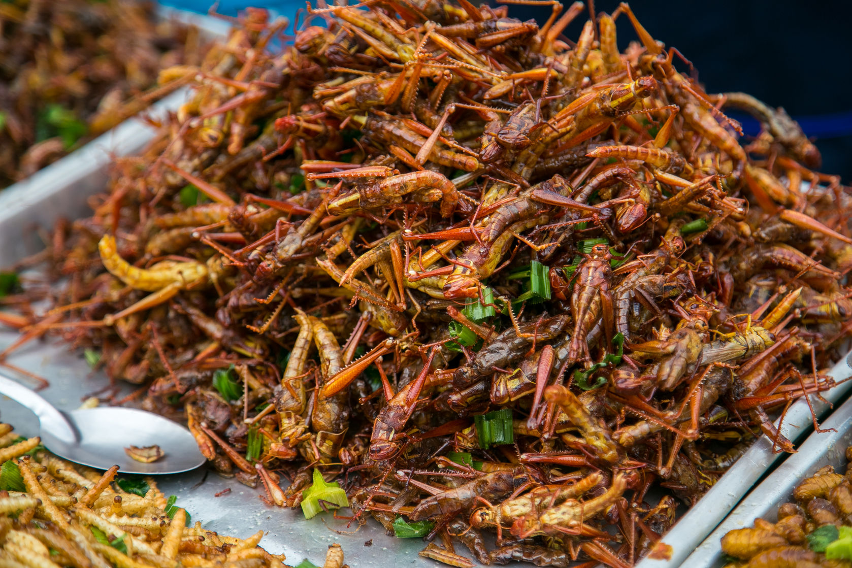 50092582 - fried grasshoppers at bangkok , thailand
